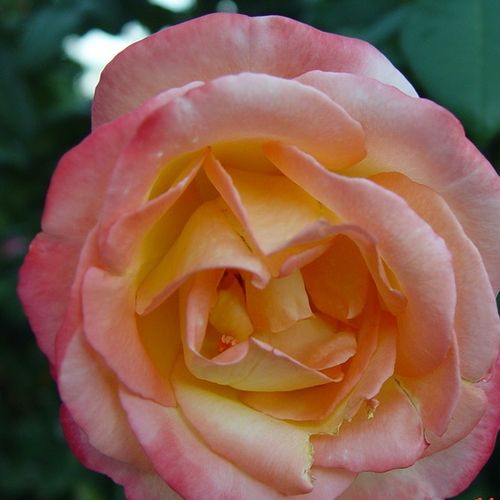 Amarillo con tonos de rojo carmín y rosa - Árbol de Rosas Híbrido de Té - rosal de pie alto- forma de corona de tallo recto